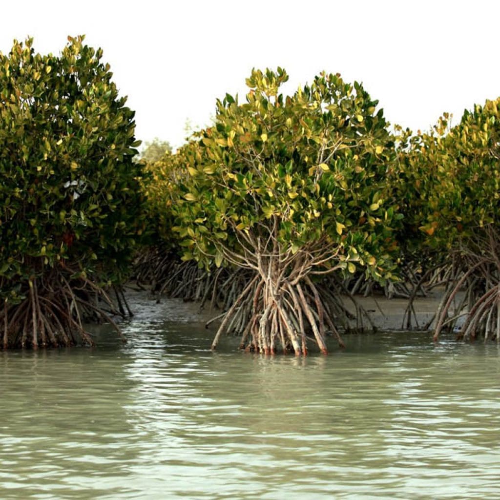 Tide Mangrove Forests of Qeshm