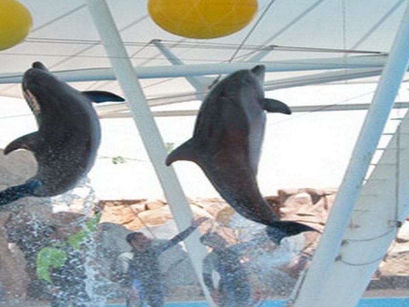 kish dolphin park