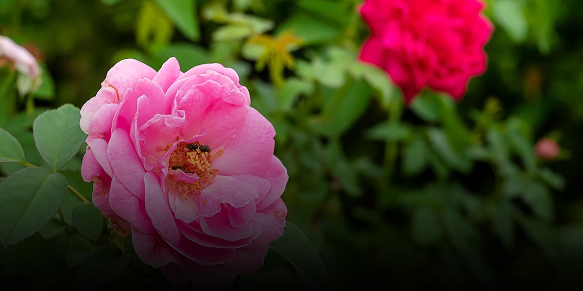 9. Iran Red flower or Damask Rose-min