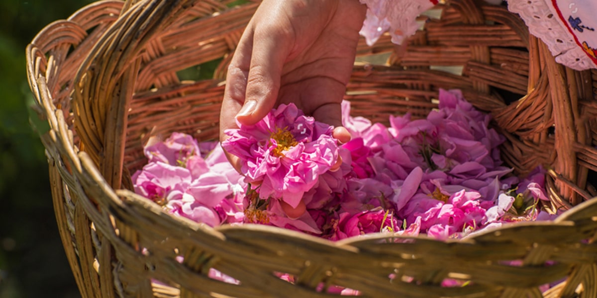 Rose water kashan and Persian Culture