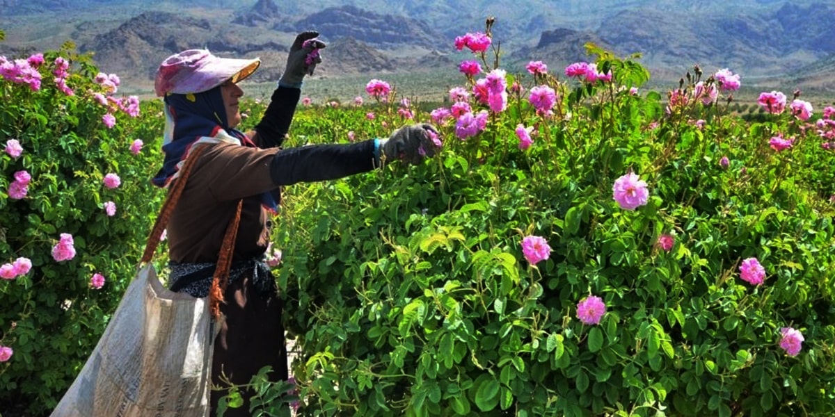 Where you should look for the Rose Water festival in Kashan