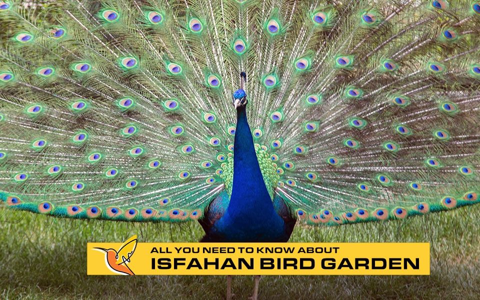 All you need to know about Isfahan Bird garden