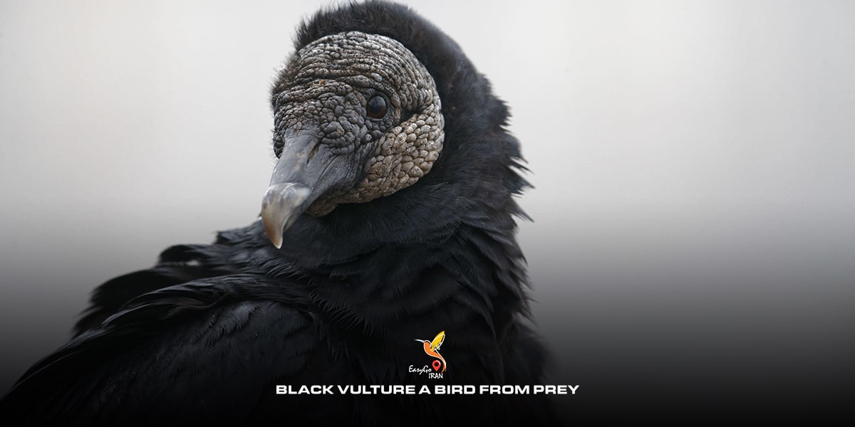 Black Vulture a bird from Prey