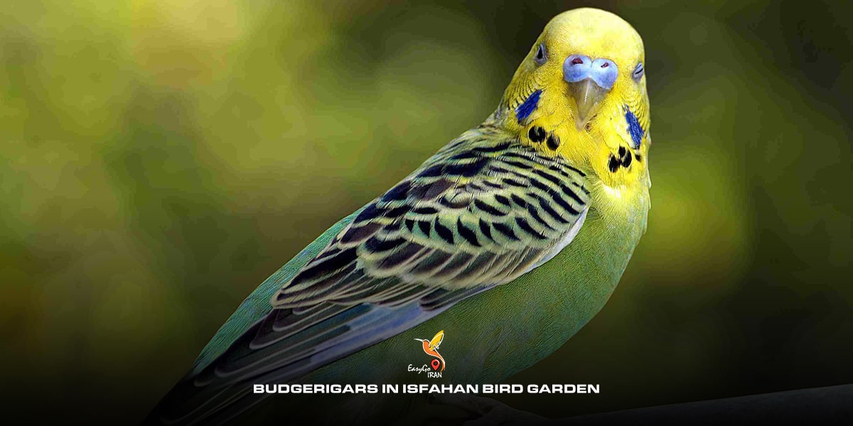 Budgerigars in Isfahan Bird garden