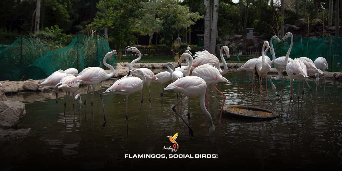 Flamingos, social birds!