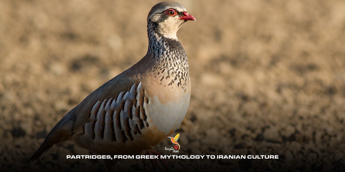 Partridges, from Greek mythology to Iranian culture