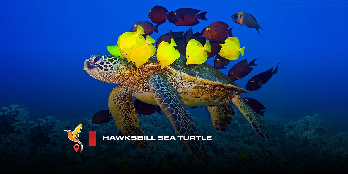 Hawksbill-sea-turtle in naaz island