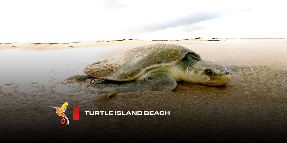 Turtle-Island-beach-in-Qeshm-Island