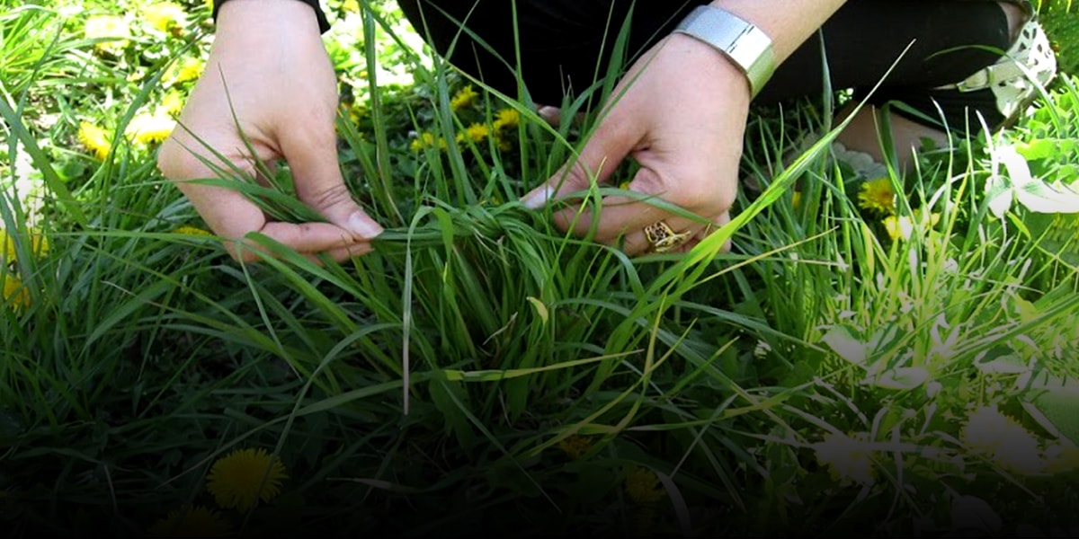 Knotting-the-Greenery-(Gereh-zadan-e-Sabze)-min