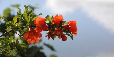 Gulnar (the pomegranate flower)