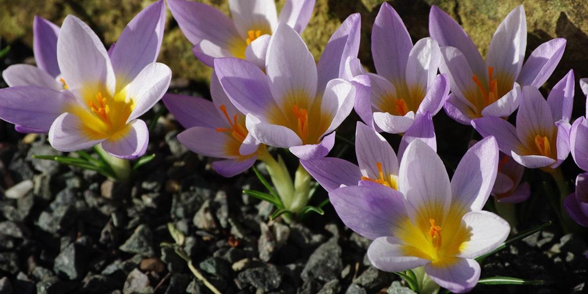 Crocus Gilanicus-min