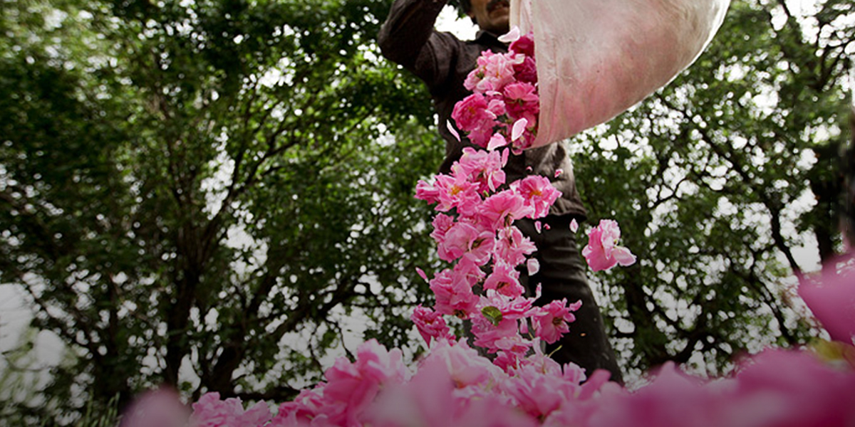  Damask rose and Rosewater festival