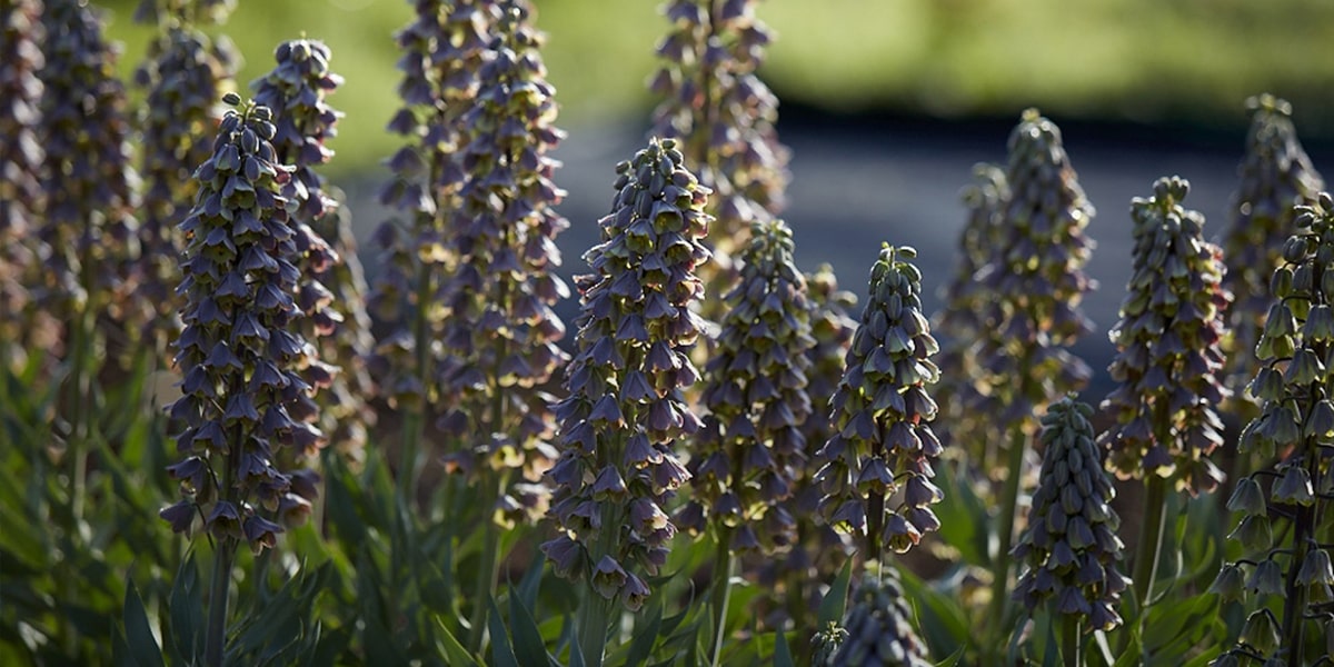 Fritillaria Persica among Persian flowers