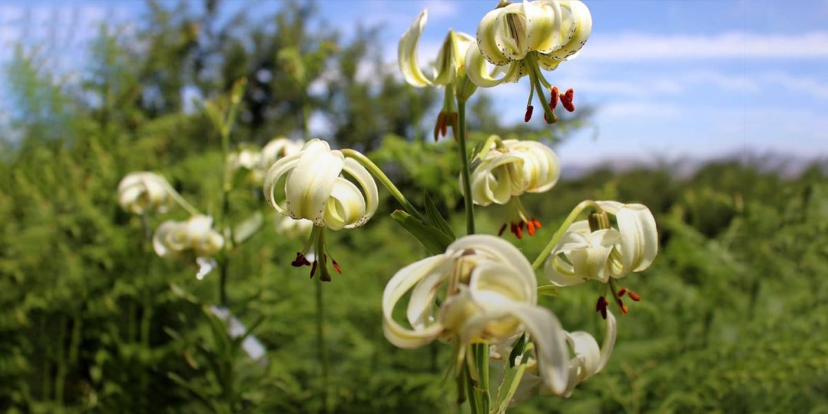 Lilium Ledebourii-min