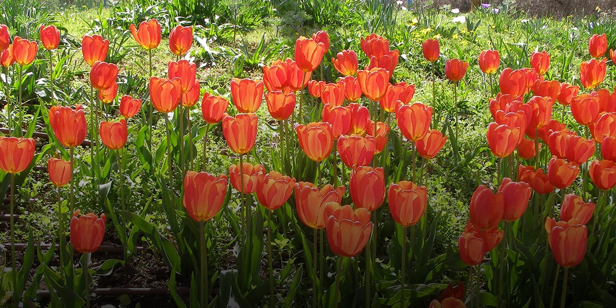 Tulips as Persian flowers